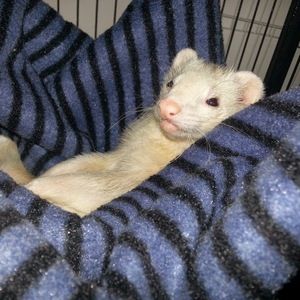 Meet your Posher, Patricia